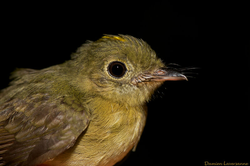 Whiskered Myiobius