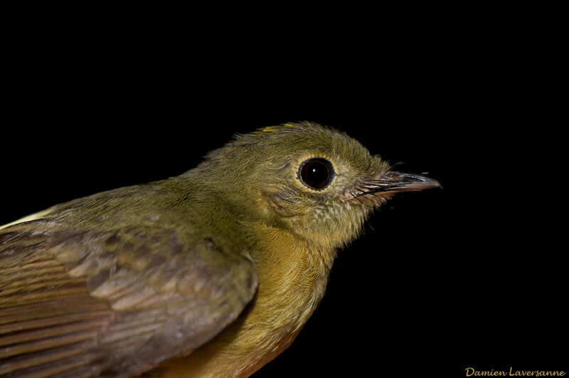 Whiskered Myiobius