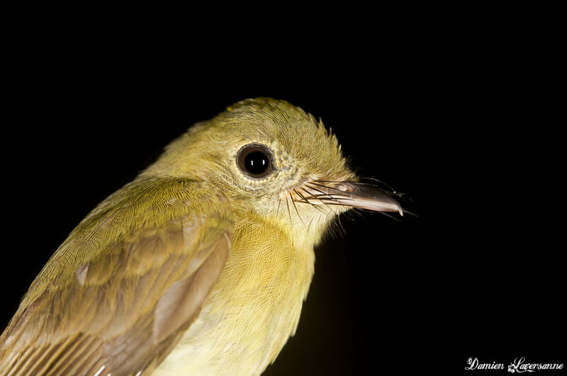 Whiskered Myiobiusadult