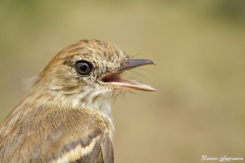 Bran-colored Flycatcher