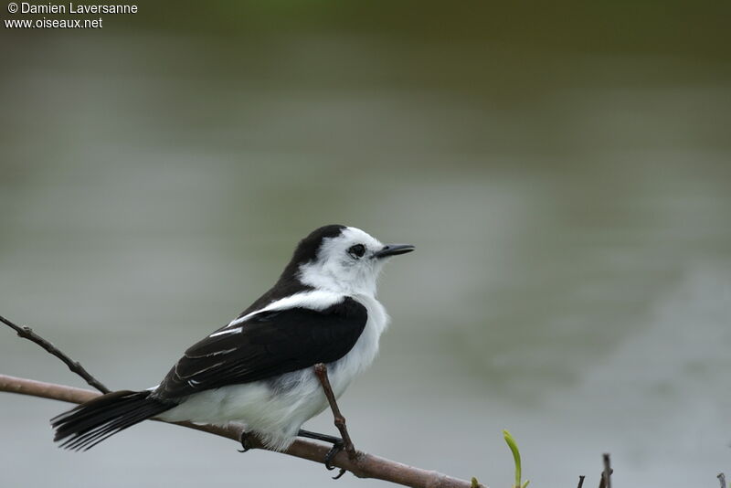 Pied Water Tyrant