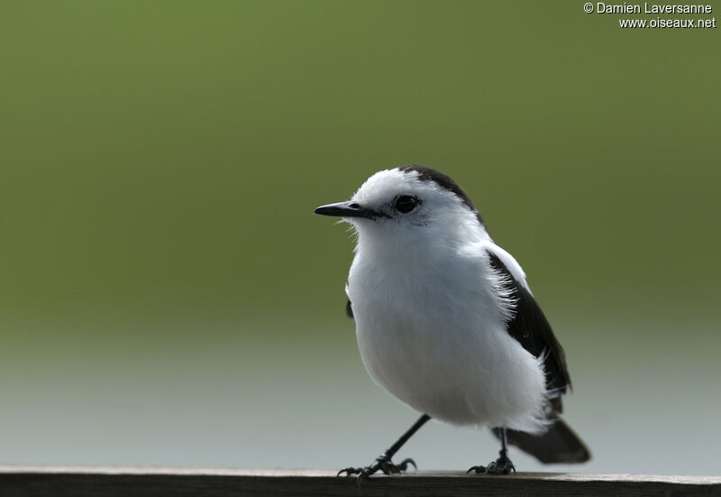 Pied Water Tyrant