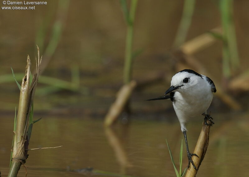 Pied Water Tyrant