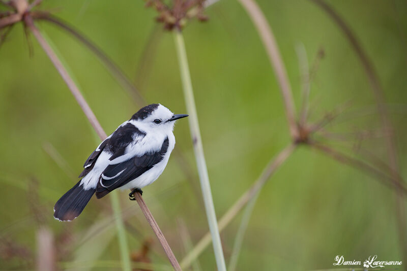 Pied Water Tyrant