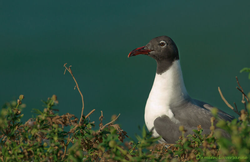 Mouette atricille