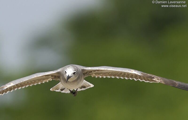 Laughing Gull