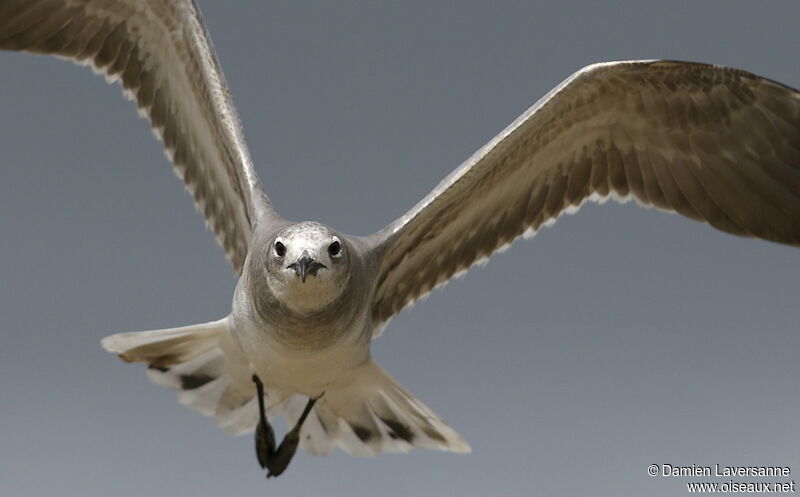 Laughing Gull