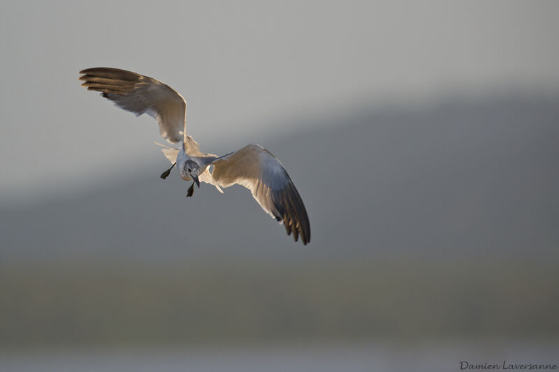 Mouette atricille