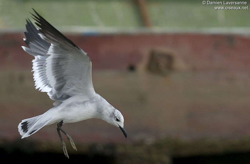 Laughing Gull