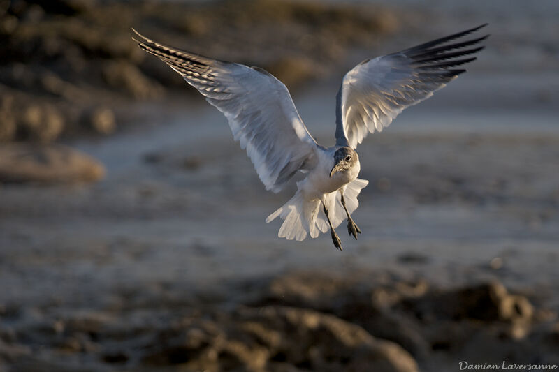 Laughing Gull