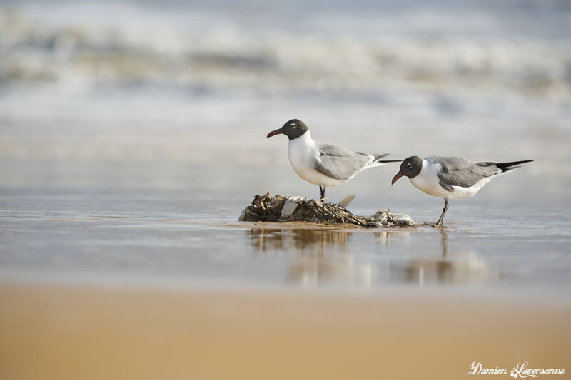 Mouette atricille