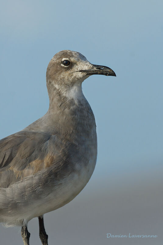 Laughing Gull