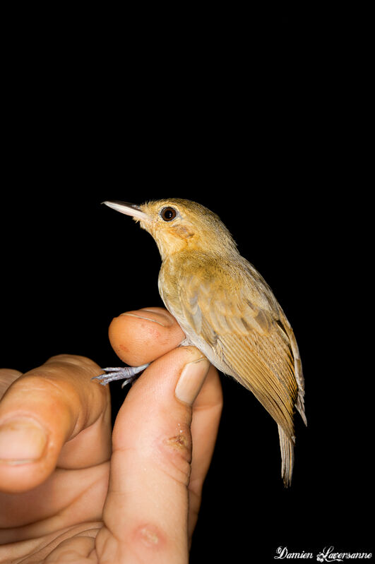 White-flanked Antwren female