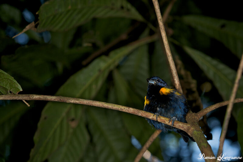 Golden-sided Euphonia