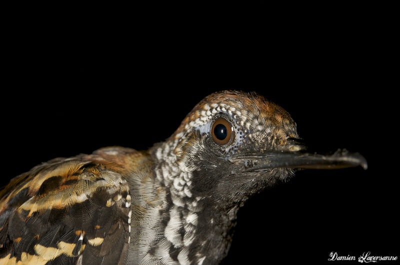 Wing-banded Antbird