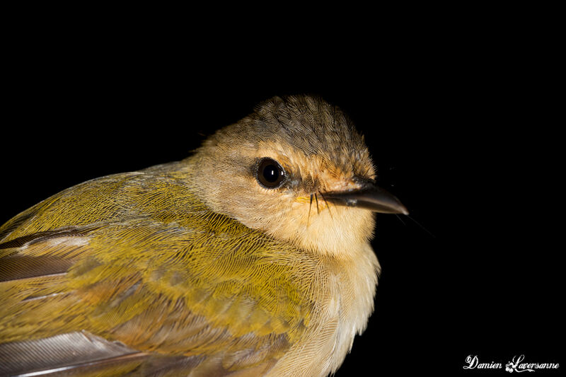 Riverbank Warbler