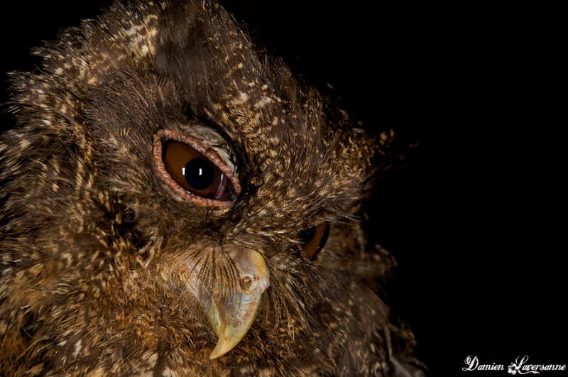 Tawny-bellied Screech Owl