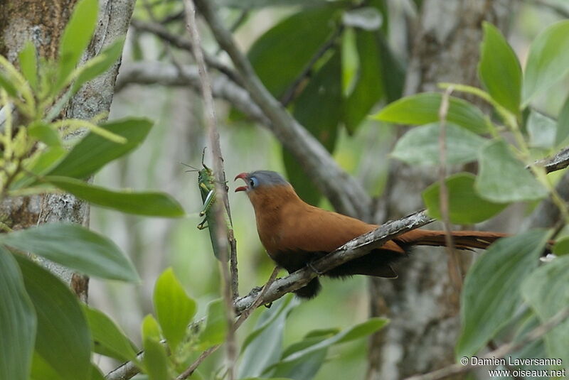 Black-bellied Cuckoo