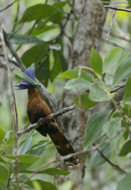 Black-bellied Cuckoo