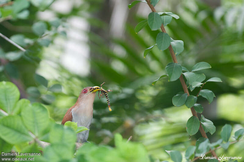 Squirrel Cuckooadult, feeding habits