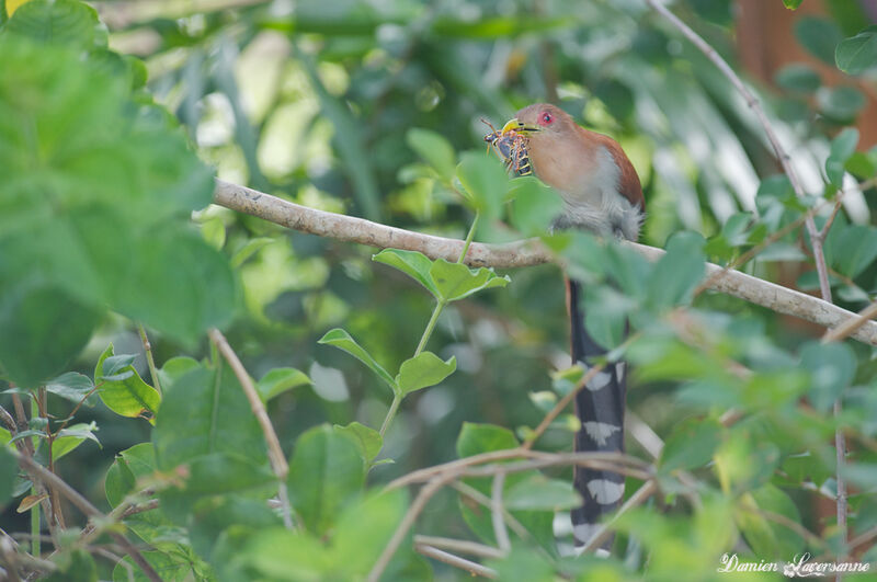 Squirrel Cuckoo