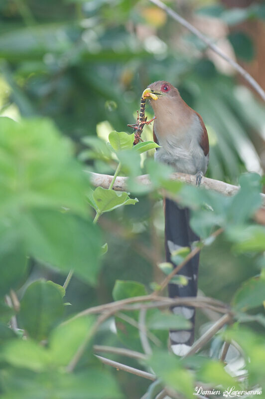 Squirrel Cuckoo