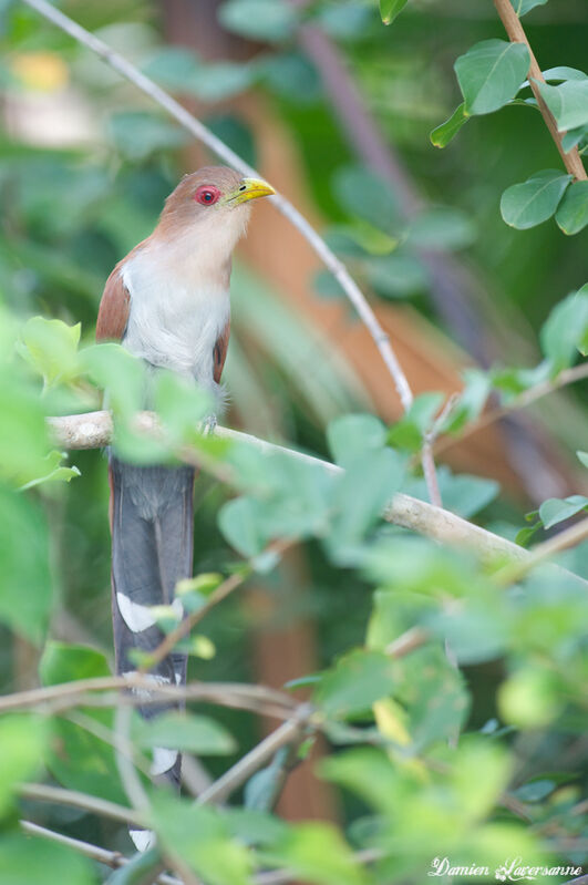 Squirrel Cuckoo