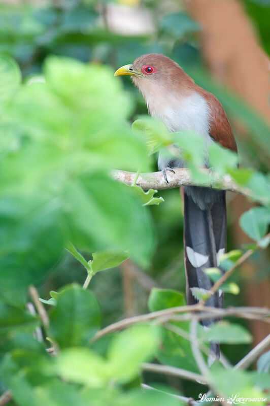 Squirrel Cuckoo