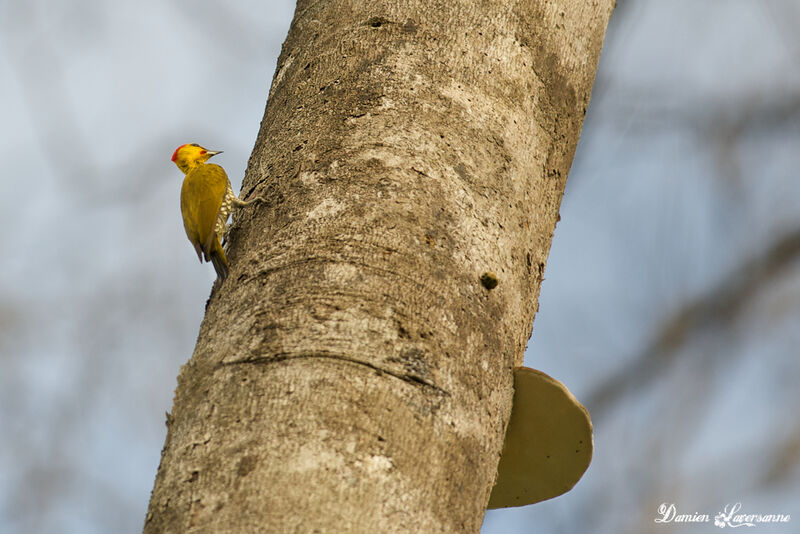 Yellow-throated Woodpecker