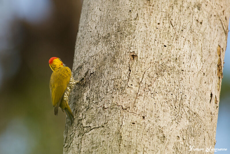 Yellow-throated Woodpecker