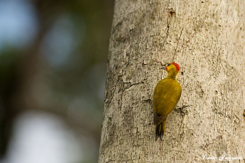 Yellow-throated Woodpecker