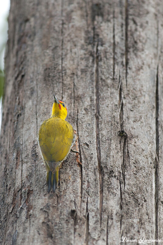 Yellow-throated Woodpecker