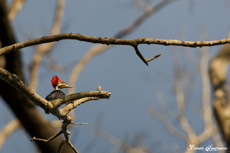 Lineated Woodpecker