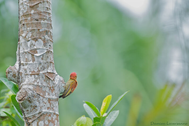 Little Woodpecker