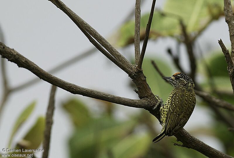 Golden-spangled Piculet