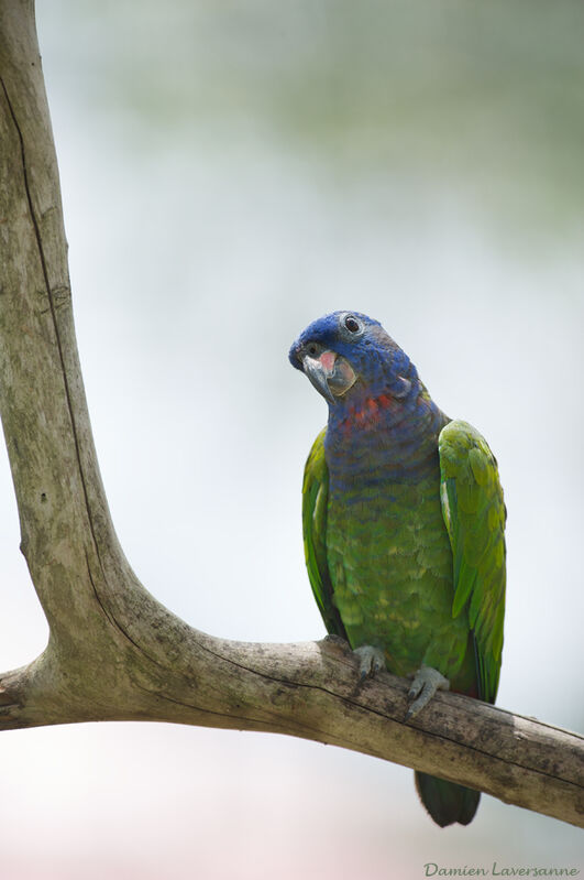 Blue-headed Parrot