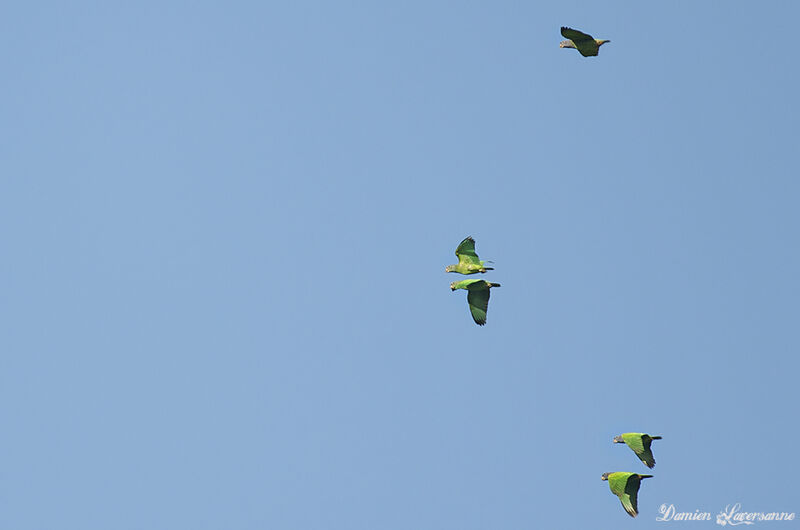 Blue-headed Parrot