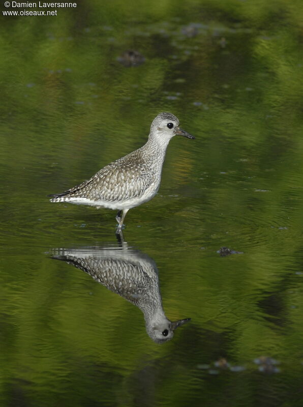 Grey Plover