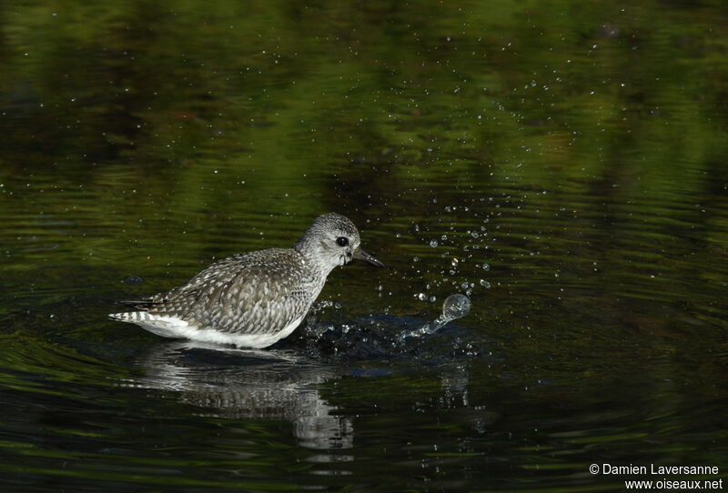 Grey Plover