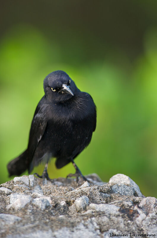 Carib Grackle