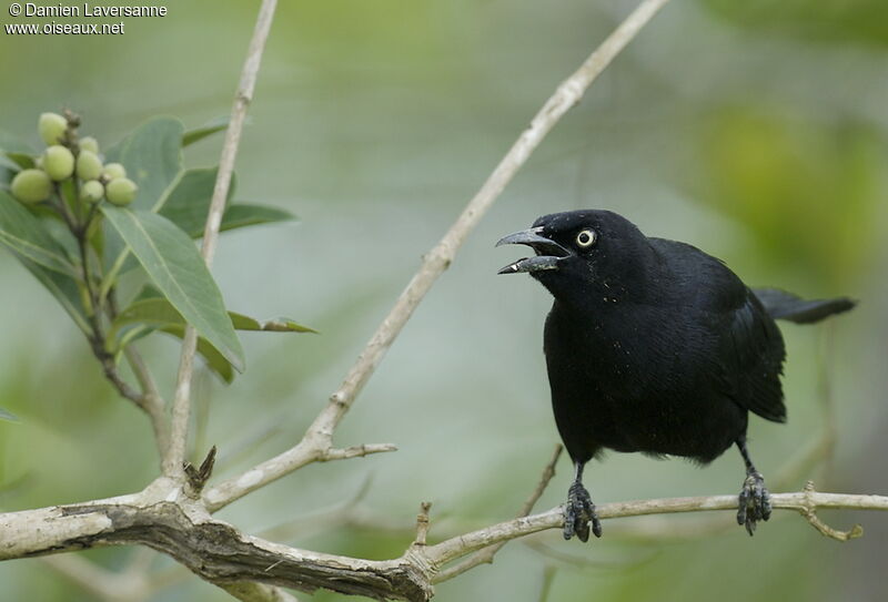 Carib Grackle