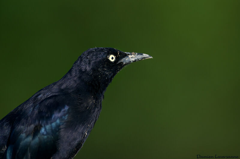 Carib Grackle