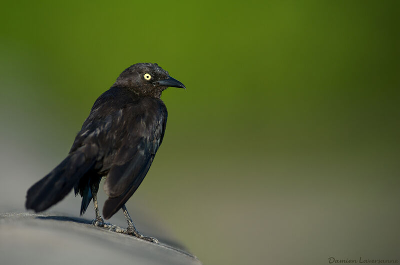 Carib Grackle