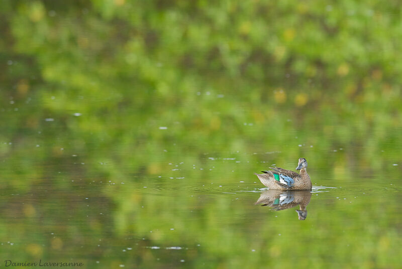 Blue-winged Teal