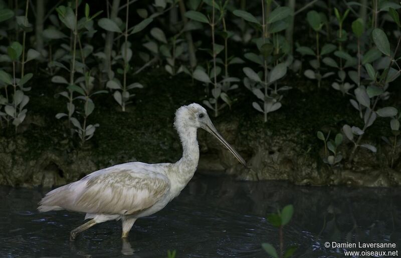 Roseate Spoonbill