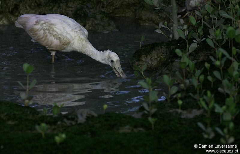 Roseate Spoonbill