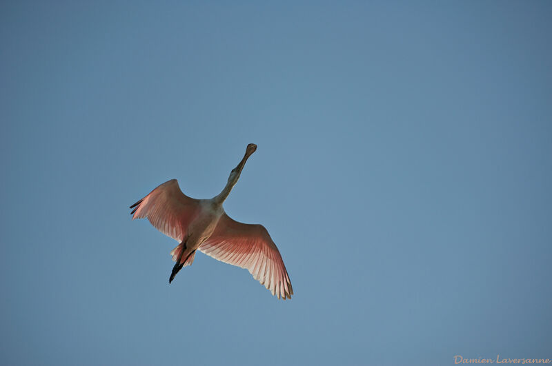 Roseate Spoonbill