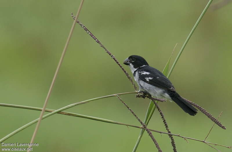 Sporophile à ailes blanches mâle adulte, habitat, pigmentation