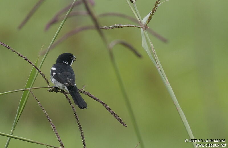 Wing-barred Seedeater