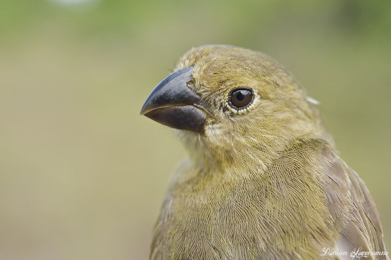 Wing-barred Seedeater